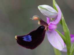 Ophrys_bertolonii_Mattinata